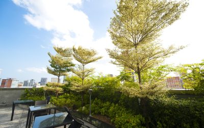 Unveiling the World of Arboriculture: Cultivating Trees for a Greener Tomorrow